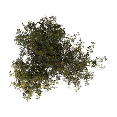 Bush — Ver 2