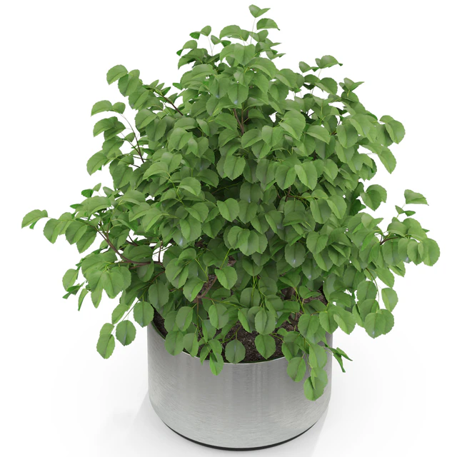 Plants collection 246 — Скачать