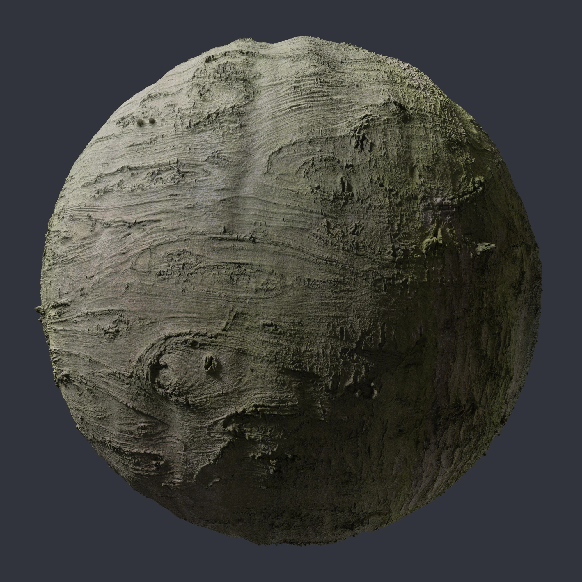 beech bark 001 — Скачать