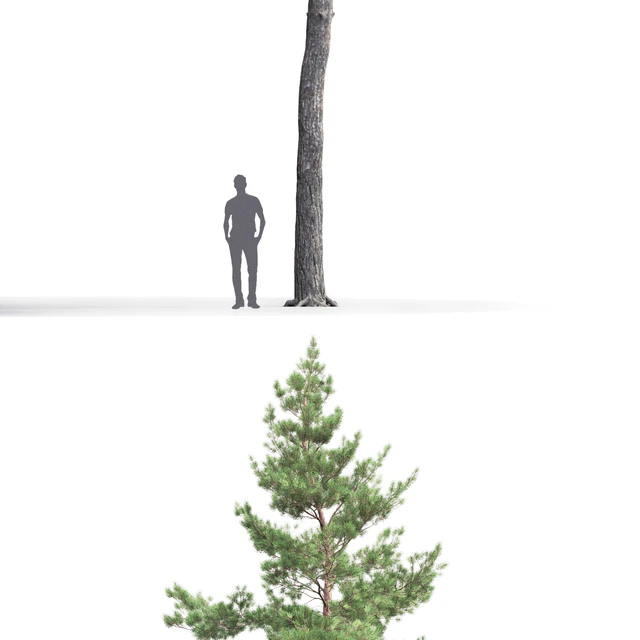 Pine — Descargar