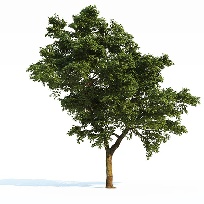 Tree Common 03 (3 of 3) — Вид 1