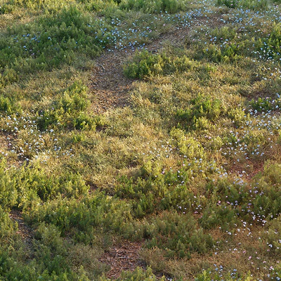 Forest grass — Ver 1