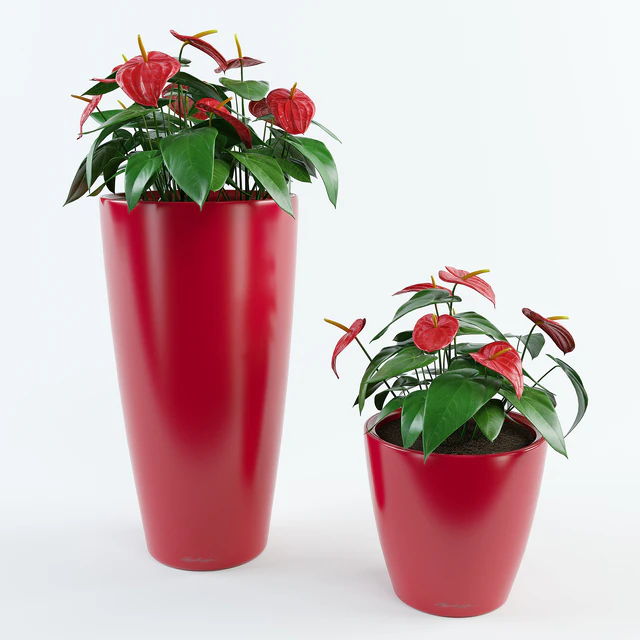 Anthurium — Descargar
