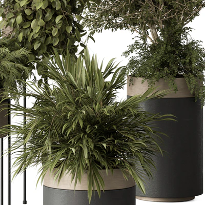 indoor Plant 442 - Tree and Bush — Вид 3