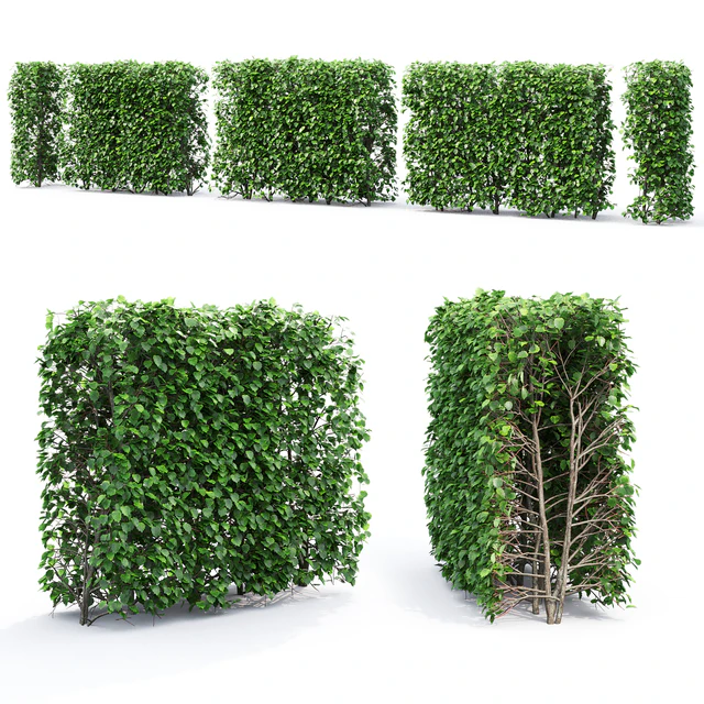 Crataegus hedge # 2 (1.8m) — Descargar