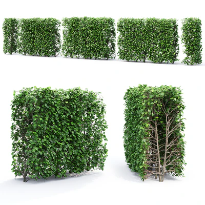 Crataegus hedge # 2 (1.8m) — Ver 2