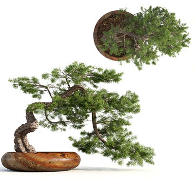 bonsai04 — Ver 1