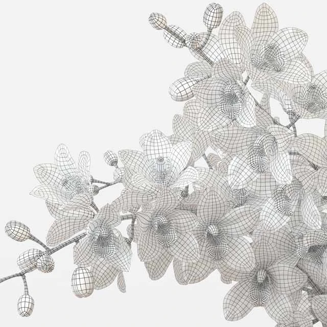 Bouquet of orchids — Descargar