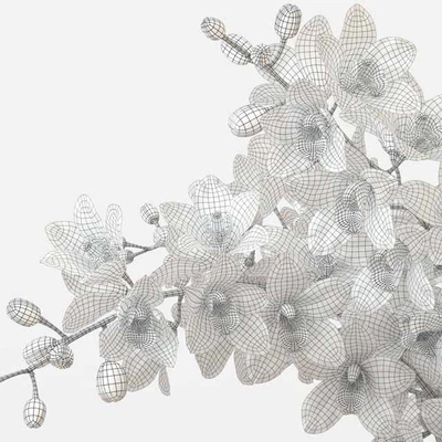 Bouquet of orchids — Ver 2