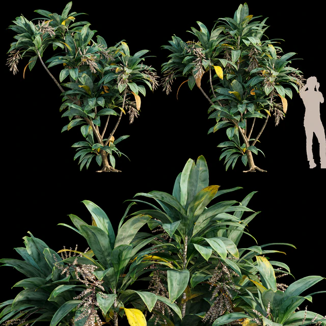 Dracaena 01 — Descargar