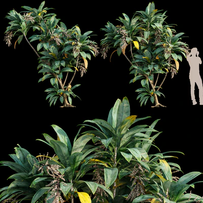 Dracaena 01 — Descargar