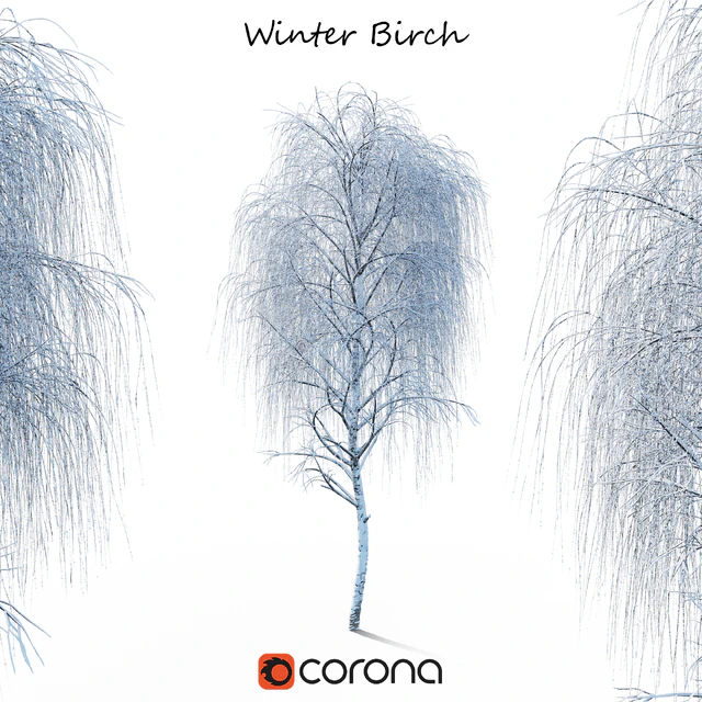 Winter birch — Descargar