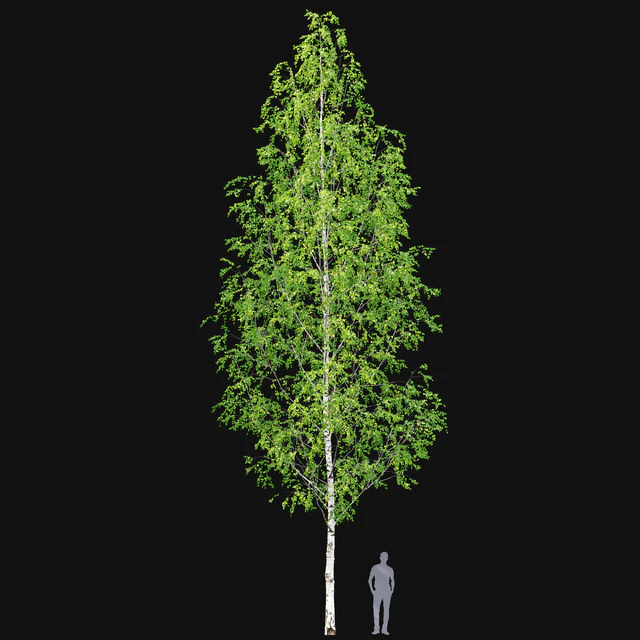 Birch forest part 12 — Descargar