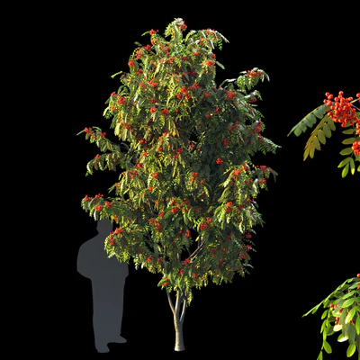 Rowan 4 meters — скачать