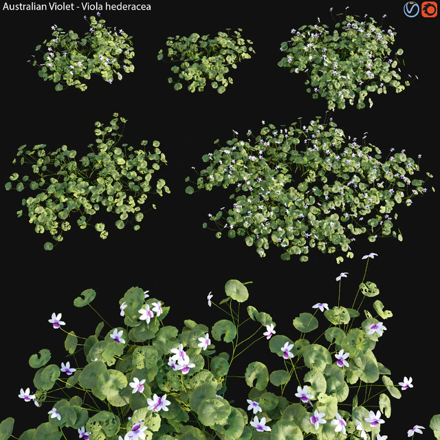 Viola hederacea -Australian Native Violet - 01 — Скачать