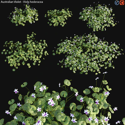 Viola hederacea -Australian Native Violet - 01 — Скачать
