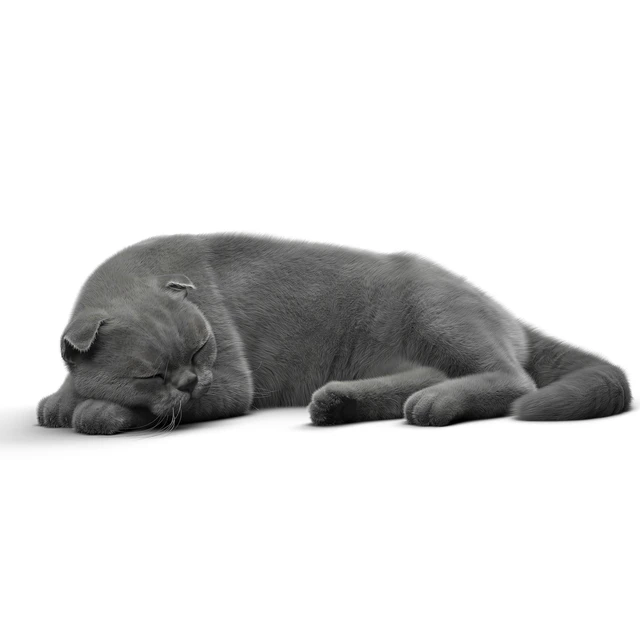 CAT 6 VRay — Descargar
