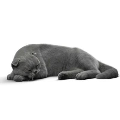 CAT 6 VRay — Ver 2