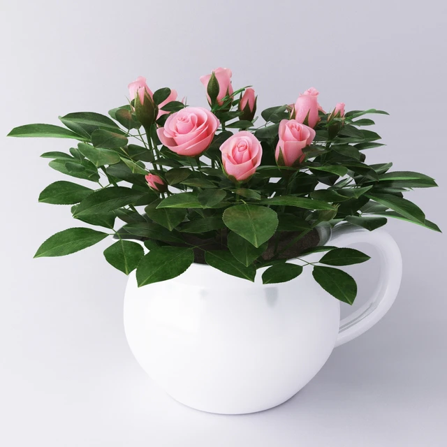 Miniature roses — Скачать