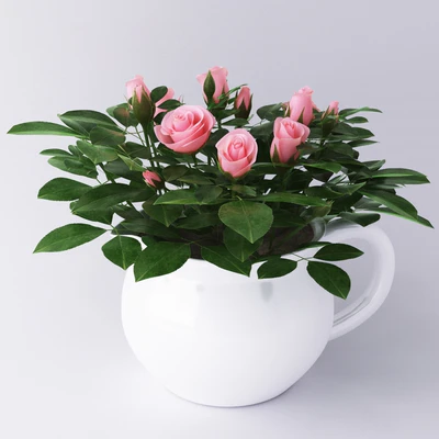 Miniature roses — Вид 1