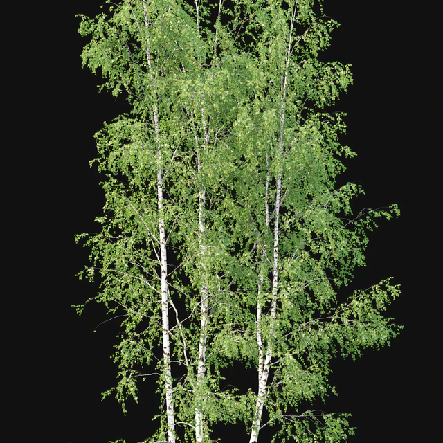 Birch — Скачать