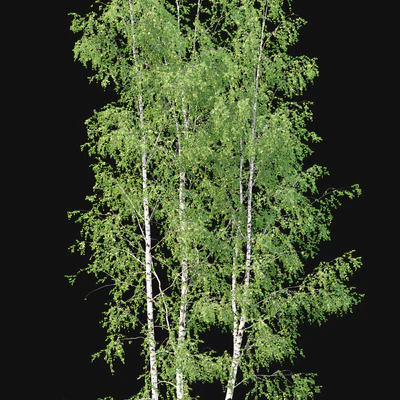Birch — Вид 2