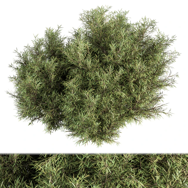 Needle Leaf Bush - Bush Set 32 — Скачать