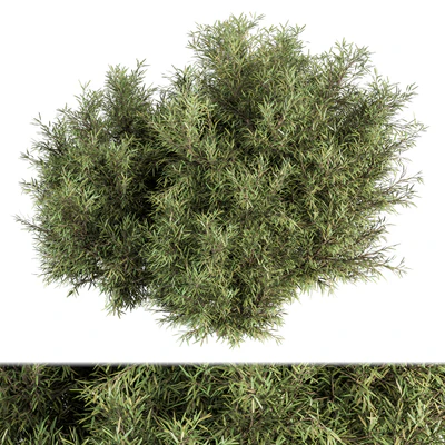 Needle Leaf Bush - Bush Set 32 — Вид 1
