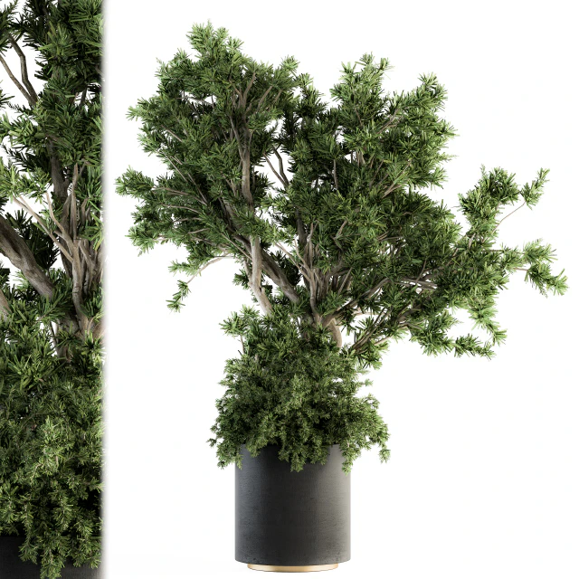 Outdoor Plants tree in Concrete Pot - Set 130 — Скачать