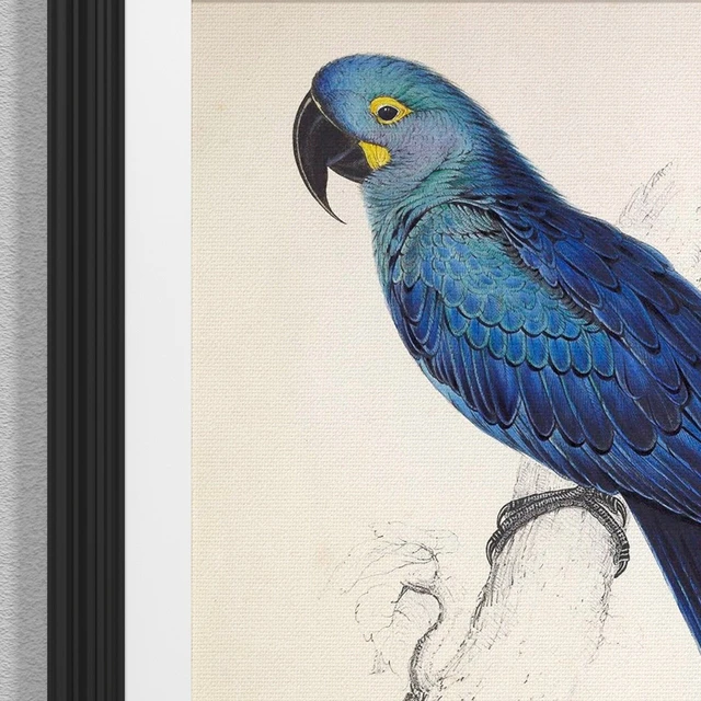 Parrot set — Descargar