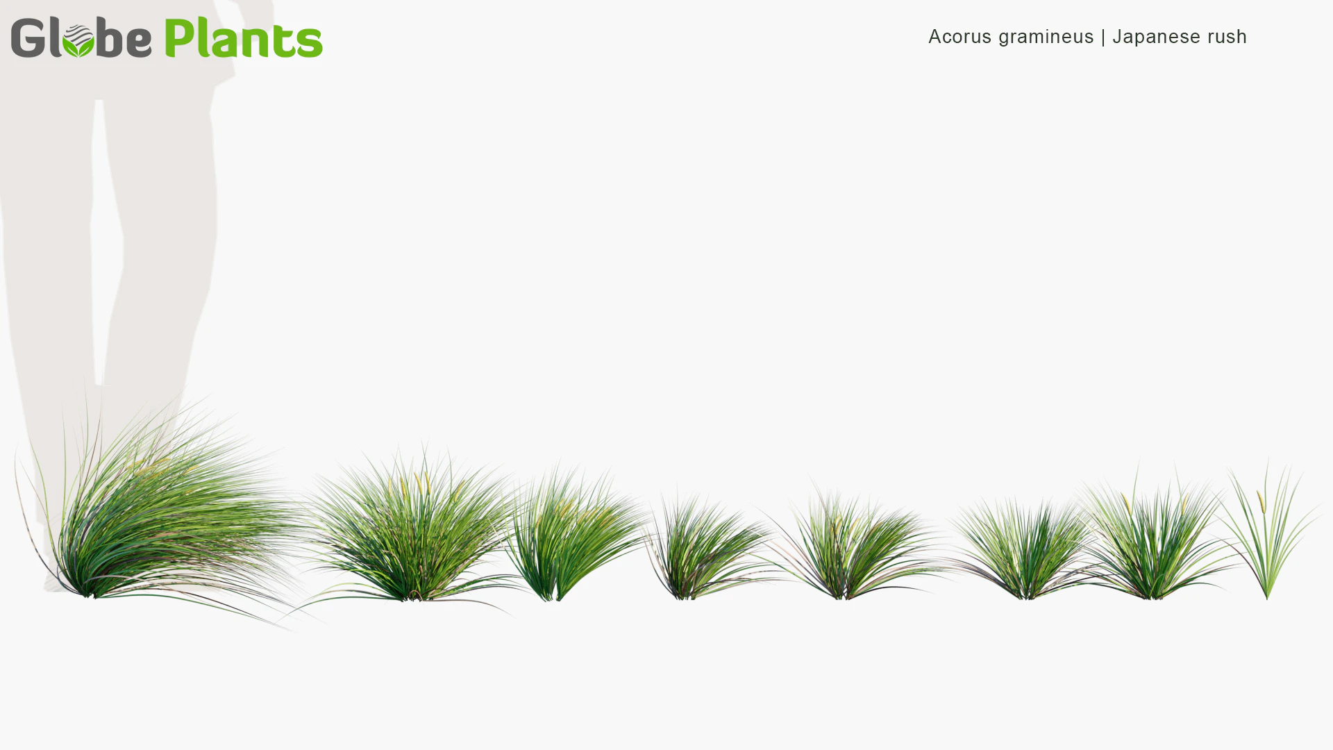 acorus gramineus — Скачать