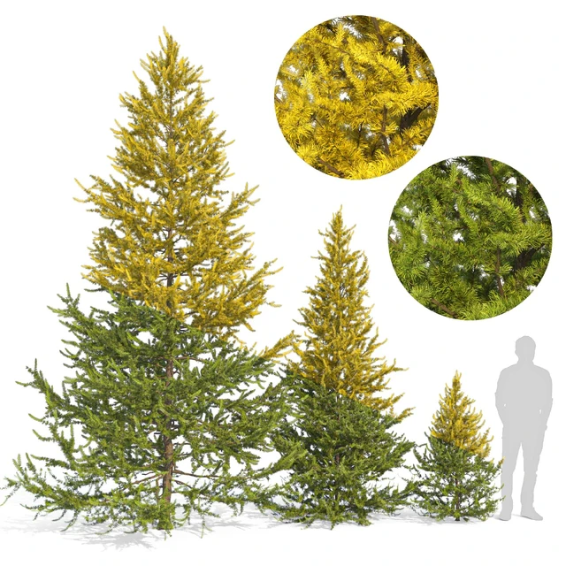 European larch 2 (Larix decidua 2) — Descargar