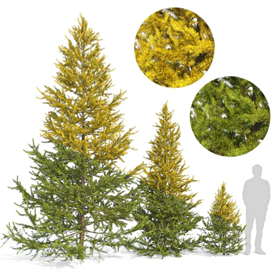 European larch 2 (Larix decidua 2) — Ver 1