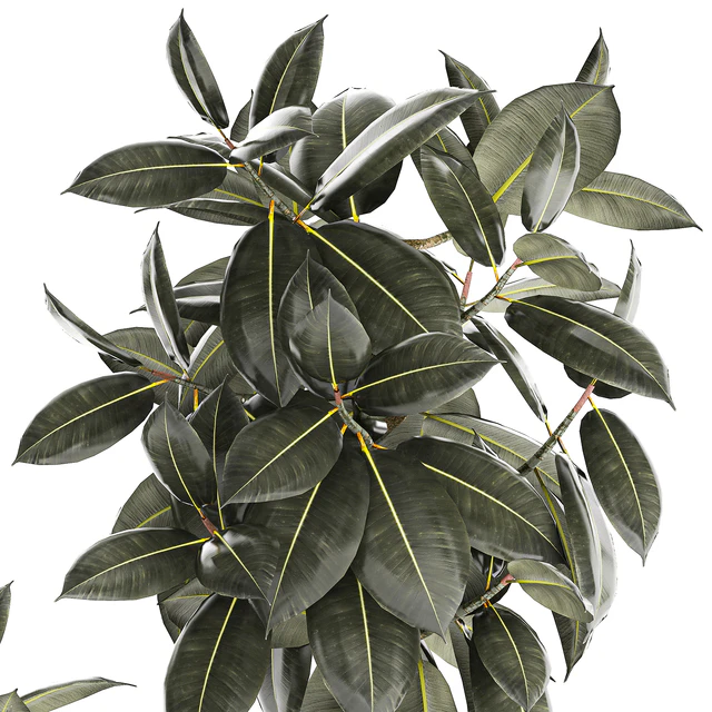 Beautiful tree in a pot Ficus rubbery, elastica, Ficus Abidjan, Ficus Robusta. Plant collection 1243 — Descargar