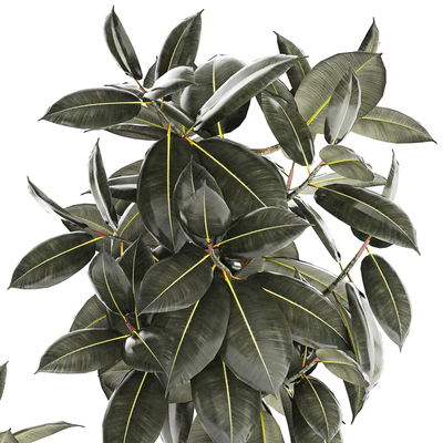 Beautiful tree in a pot Ficus rubbery, elastica, Ficus Abidjan, Ficus Robusta. Plant collection 1243 — Ver 3