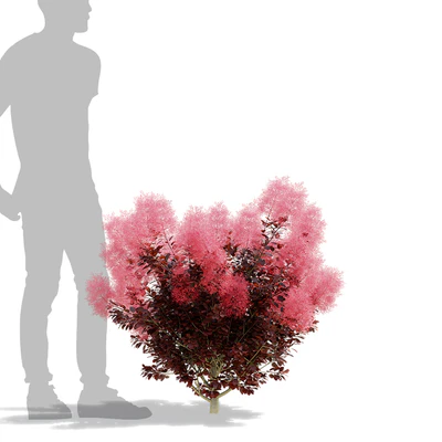 Cotinus coggygria 3 bushes — Ver 2