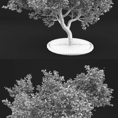 Apple Tree — Вид 2