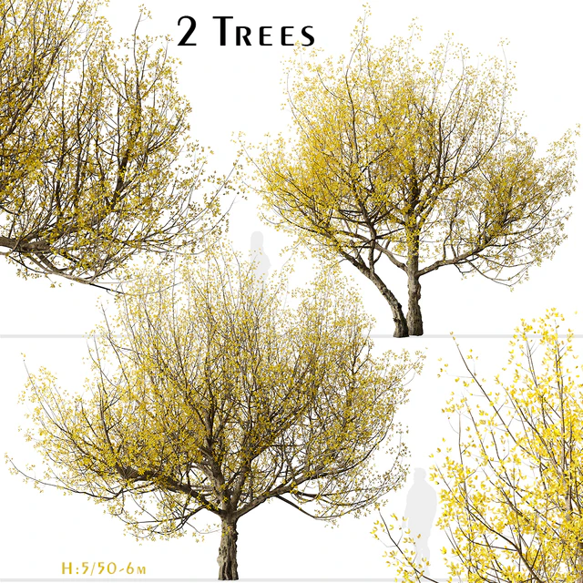 Set of Flowering Cornus mas Trees (Cornelian cherry) (2 Trees) — Descargar