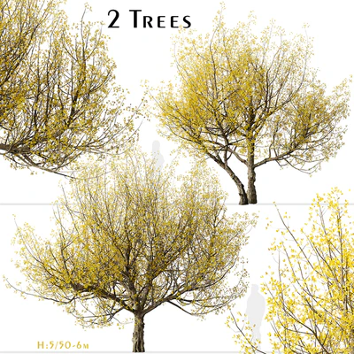 Set of Flowering Cornus mas Trees (Cornelian cherry) (2 Trees) — Ver 1