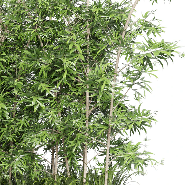 Collection Outdoor plant 49 concrete dirt old vase bax pot tree fern bamboo — Descargar