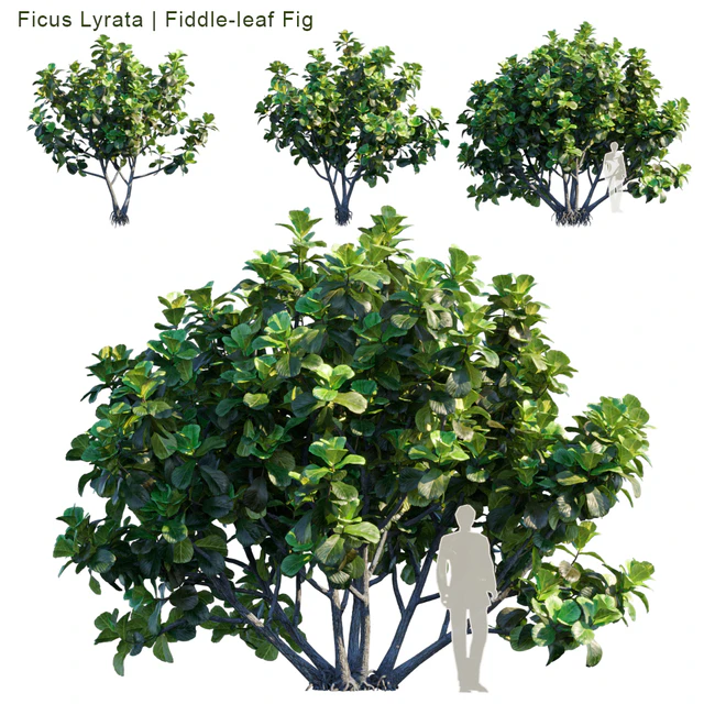 Ficus Lyrata | Fiddle-leaf Fig — Скачать
