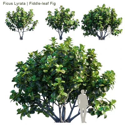 Ficus Lyrata | Fiddle-leaf Fig — Вид 1