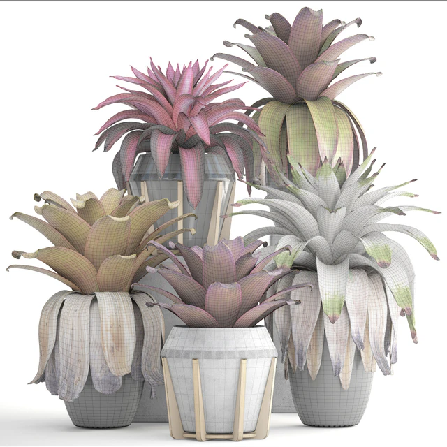 Экзотический цветок 153. Bromelia, Куст, растения, горшок, вазон, Бромелия, ботанический, сад, декоративный, тропический — Скачать