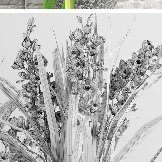 Cymbidium Orchid — Descargar