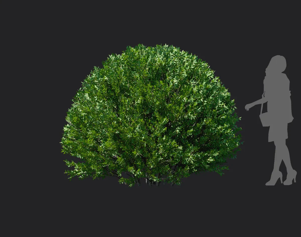 elaeagnus pungens 001 — Скачать