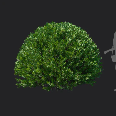 elaeagnus pungens 001 — Скачать