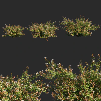 abelia x grandiflora flower op3 — Вид 1