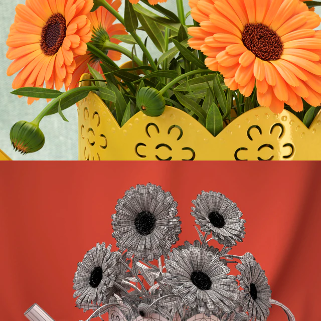 Calendula — Descargar
