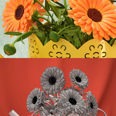 Calendula — Ver 2