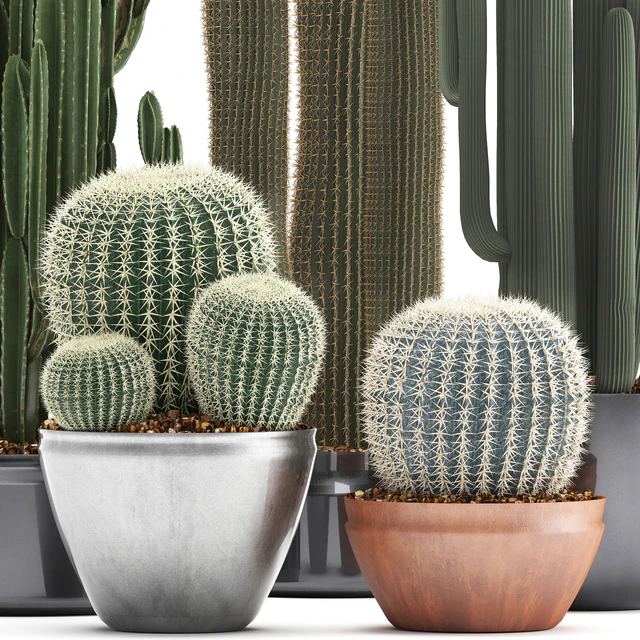 Collection of plants 300. Cactus set. Echinocactus, round cactus, cereus, Barrel cactus, indoor cactus, desert plants — Descargar